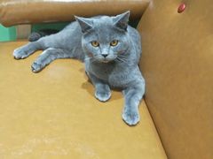 -藏猫猫咖啡主题馆(中央大道店)