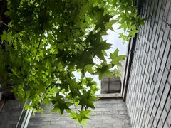 -VOYAGE COFFEE(杨梅竹店)