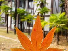 -太阳岛度假酒店