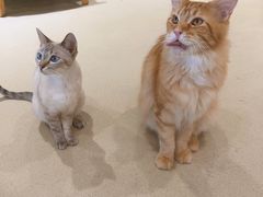 -藏猫猫咖啡主题馆(中央大道店)