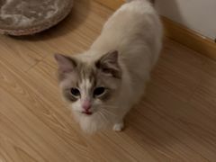 -四月宠物医院·猫专科·心脏专科·内科(转塘店)