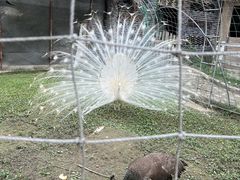 -都江堰玫瑰花溪谷