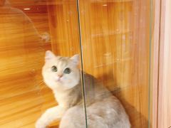 -猫十亿·布偶金渐层·曼基康矮脚猫舍(青年路店)