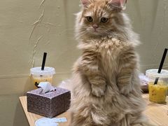 -藏猫猫咖啡主题馆(中央大道店)