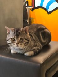 -幸运7纹身刺青Lucky7tattoo