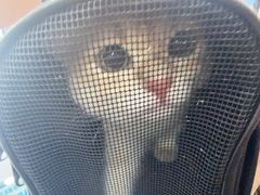 -艾贝尔宠物医院·狂犬免疫点(江山金象城店)