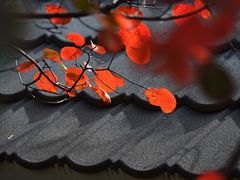-周口店坡峰岭风景区