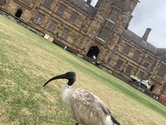 -悉尼歌剧院