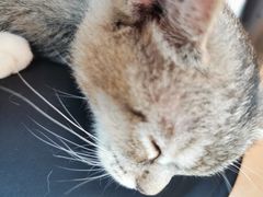 -猫咪派对(江南西店)