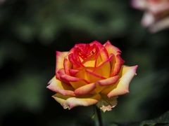 -人民公园(罗湖区)