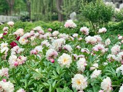 -石家庄市植物园