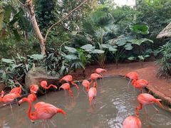 -海南热带野生动植物园