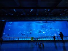 -烟台海昌鲸鲨海洋公园