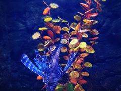 -梦幻海洋王国(吾悦广场张家港店)