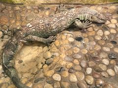 -上海大自然野生昆虫馆(东方明珠·爬宠昆虫探索中心)