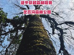 -龙苍沟森林公园