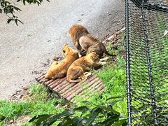 -大连森林动物园