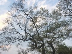 -桃花岛景观公园
