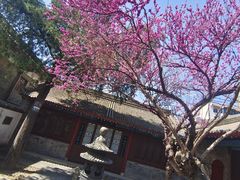 -万寿八仙宫