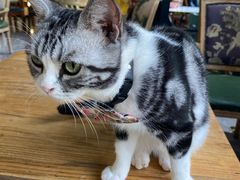 -猫小院猫主题餐厅(南锣旗舰店)