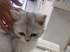 -佳雯宠物医院(四明中路分院)