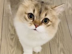 -momokira米努特·德文卷毛猫·棉花面纱犬