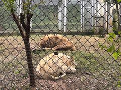 -合肥野生动物园