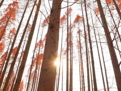 -黄海国家森林公园