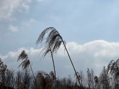 -昆山城市生态森林公园