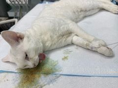-达爱动物医院·犬猫分区·CT·复杂眼科(远洋山水分院)