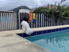-趣玩宠物乐园寄养训犬训狗游泳池
