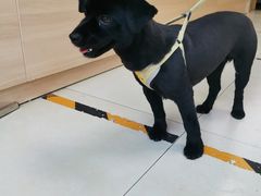 -宠福鑫康馨动物医院·骨科·眼科