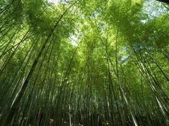 -芦沟竹海