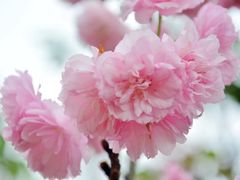 -天适樱花悠乐园