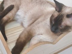-猫力发电所·宠物专门店
