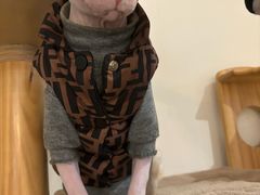 -有猫主题·治愈系猫咖(曾厝垵店)