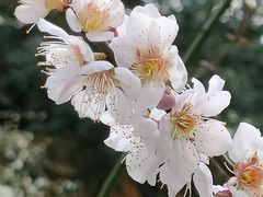 -北寺塔