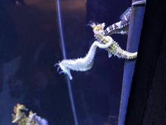 -上海海洋水族馆