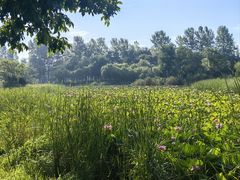-鉴湖国家城市湿地公园