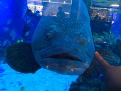 -成都浩海立方海洋公园