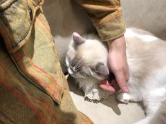 -啵啵喵·猫咖(攀华国际店)