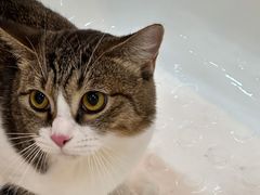 -momokira米努特·德文卷毛猫·棉花面纱犬