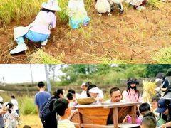 -光明小镇欢乐田园