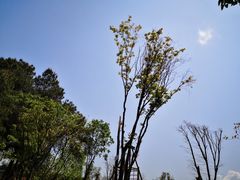 -铁山坪森林公园