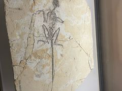 -辽宁古生物博物馆