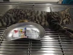 -荣耀金沙动物医院(清江西路店)