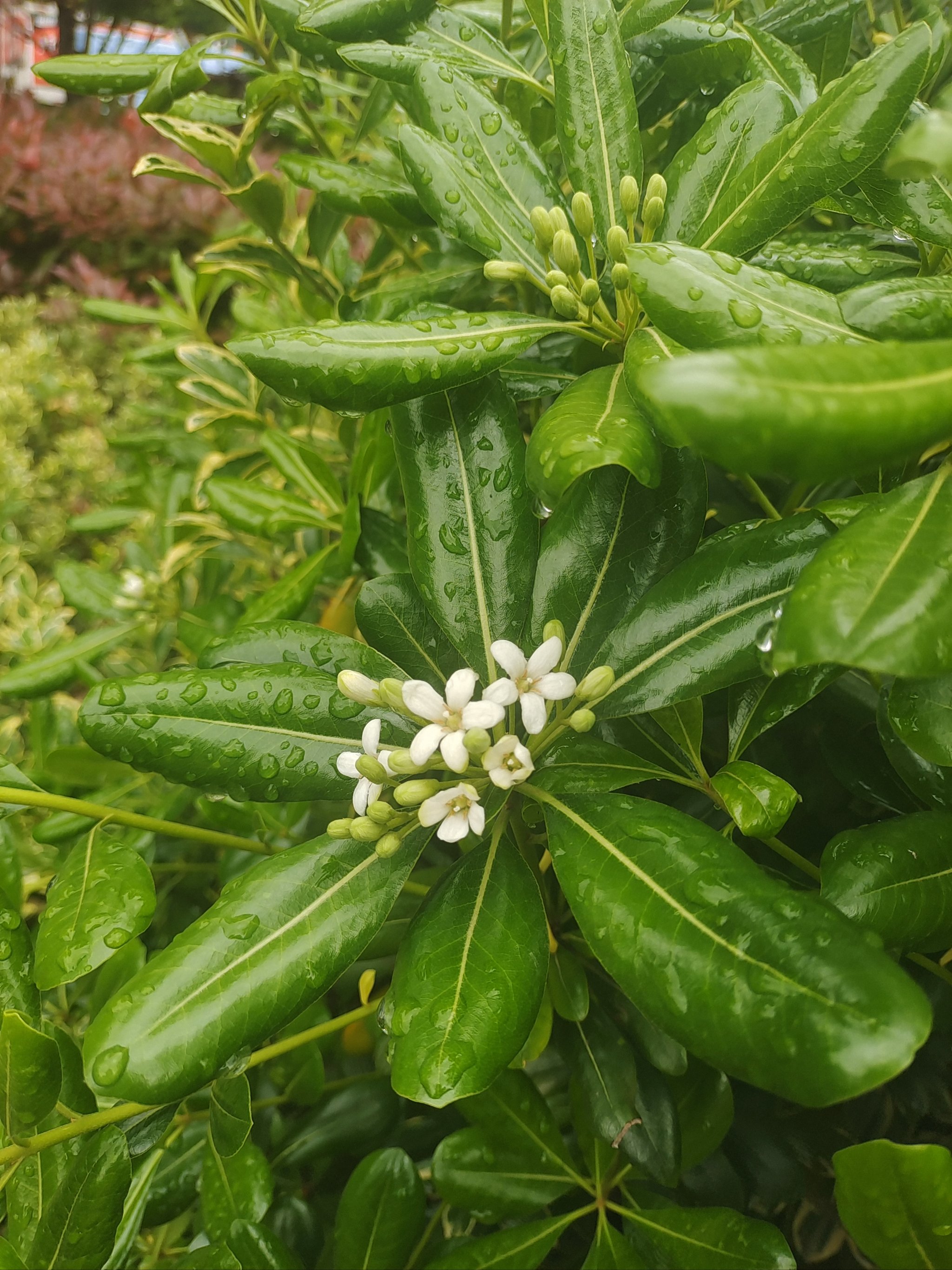 海桐花日记图片