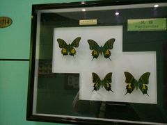 -上海昆虫博物馆