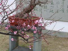 -杭州植物园