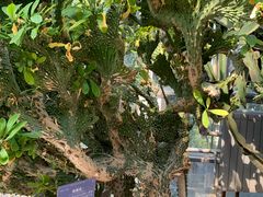 -南山植物园